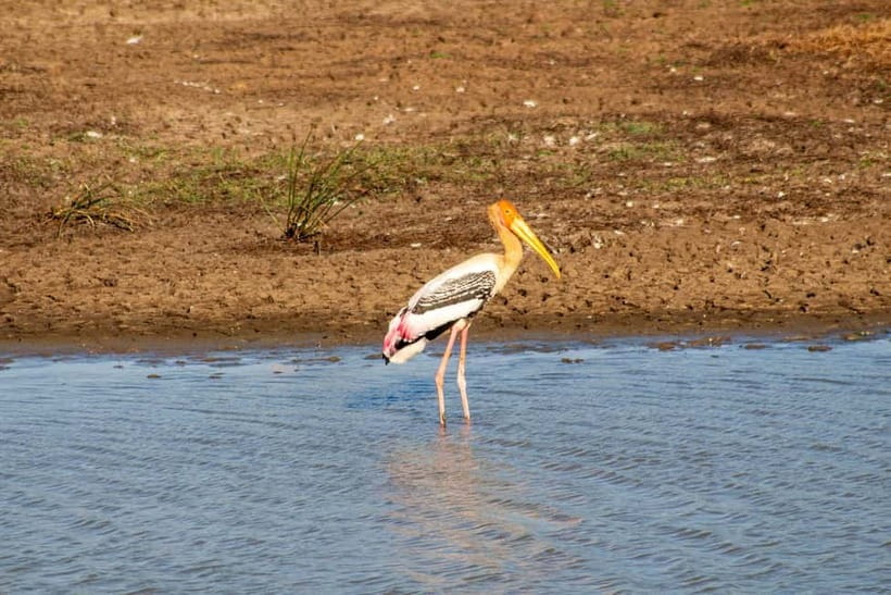 From Tangalle: Yala Safari with Drop: Ella - Should You Book It? My Decision Rules