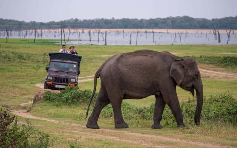 From Trincomalee: Village Tour & Minneriya Elephant Safari - Key highlights to look for