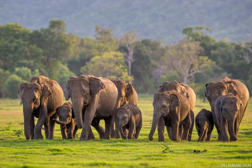 From Trincomalee: Village Tour & Minneriya Elephant Safari - Pelwehera guided visit: a cultural pause in the middle