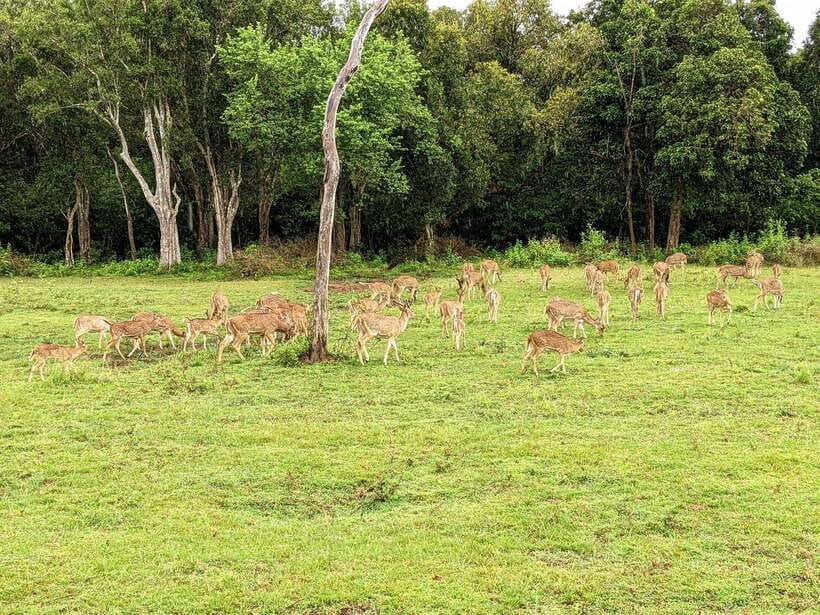 From Udawalawa : Udawalawa National Park Safari Tours - Key Highlights You’ll Actually Feel During the Safari