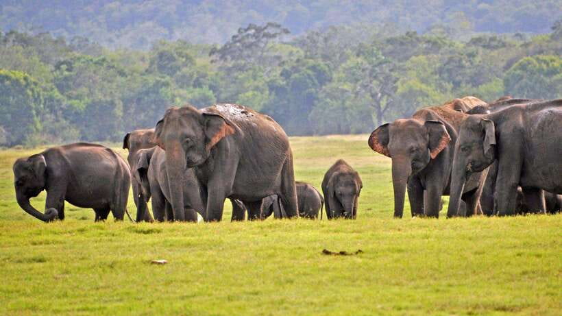 From Udawalawa : Udawalawa National Park Safari Tours - Udawalawe Safari in 3 Hours: Big Wildlife with a Practical Pace