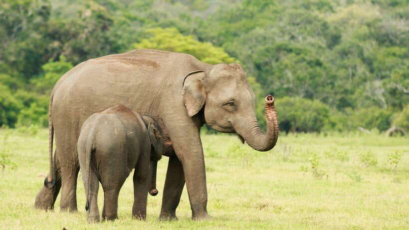From Udawalawa : Udawalawa National Park Safari Tours - Wildlife Viewing Reality Check: What You’ll Enjoy Most
