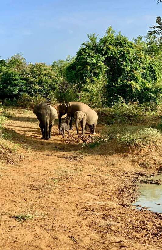 From Udawalawa : Udawalawa National Park Safari Tours - Timing and Duration: The Most Useful Way to Plan Your Day