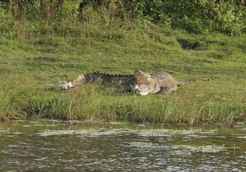 From Udawalawa : Udawalawa National Park Safari Tours - Who This Safari Is Best For (and Who Should Skip It)