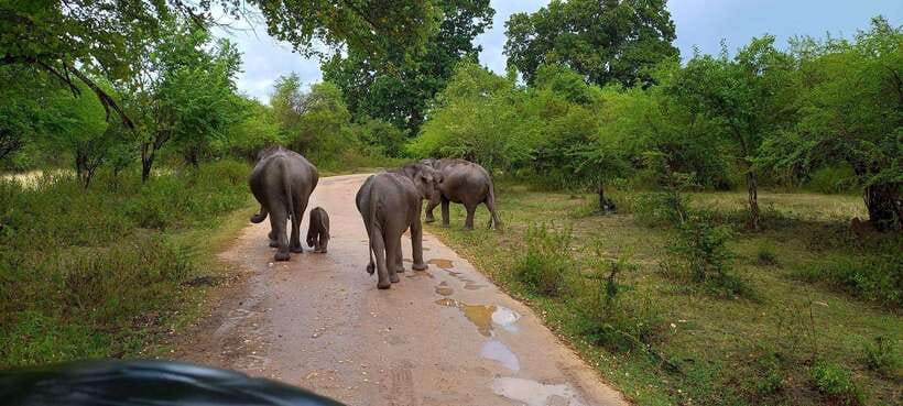 From Udawalawa : Udawalawa National Park Safari Tours - Pickup, Transfer, and What the 4x4 Jeep Changes for You