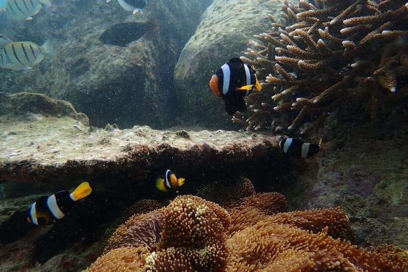From Uppuveli Beach: Pigeon Island Snorkeling Tour - What happens in the water: coral, fish, turtles, and reef sharks