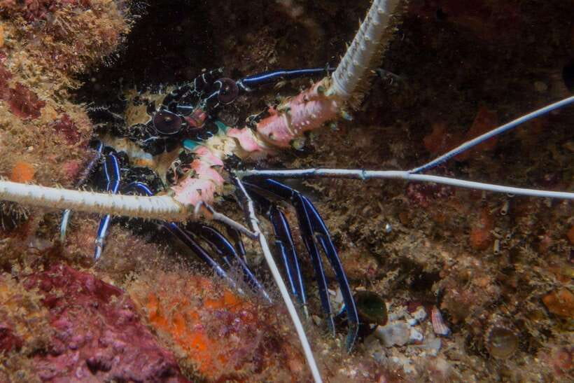 From Uppuveli Beach: Pigeon Island Snorkeling Tour - Price and value: $50 plus the LKR 13,000 park fee