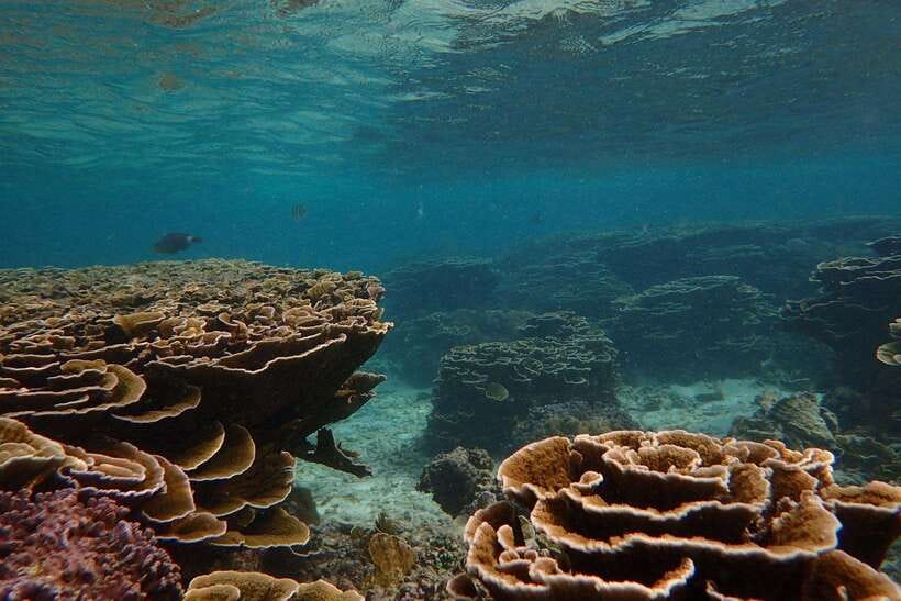 From Uppuveli Beach: Pigeon Island Snorkeling Tour - Practical expectations: crowds, facilities, and comfort tips
