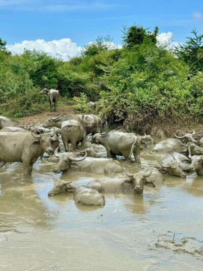 From Weligama : Udawalawa National Park Safari Tour - Udawalawe National Park: your safari time (and how to use it)