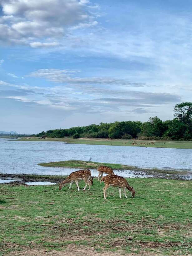 From Weligama : Udawalawa National Park Safari Tour - How long is too long in a safari day? (Your timing and expectations)