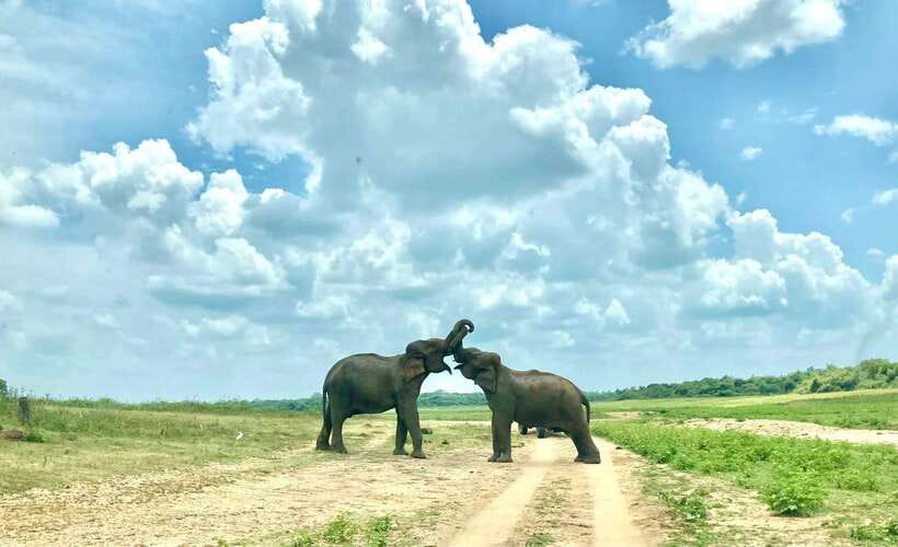 From Weligama : Udawalawa National Park Safari Tour - Who this tour fits best (and who might want to rethink it)