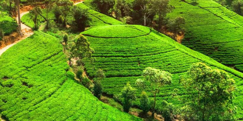 From west coast: Kandy, Tooth temple, Botanical & Tea garden - Kandy’s Temple of the Sacred Tooth Relic: the faith-and-politics core