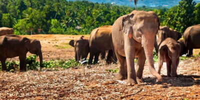 From west coast: Kandy, Tooth temple, Botanical & Tea garden - Peradeniya Botanical Garden: a calm walk inside a former royal pleasure garden