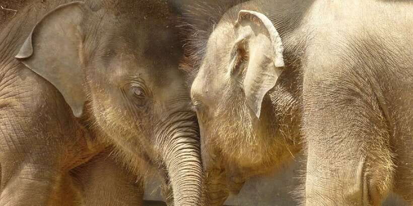 From west coast: Kandy, Tooth temple, Botanical & Tea garden - Tea estate and tea factory: from hillside gardens to your cup
