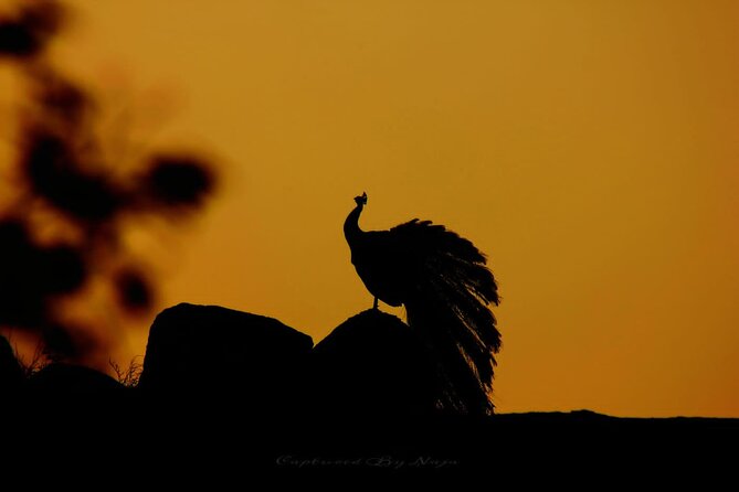 Full day / Half Day WildlifeAdventure in Yala-National-Park - Key Things I’d Bet On in Yala