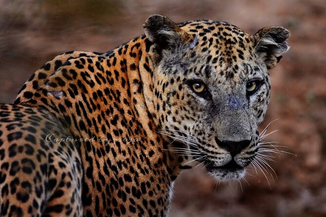 Full day / Half Day WildlifeAdventure in Yala-National-Park - Yala National Park Safari: What You’re Actually Buying