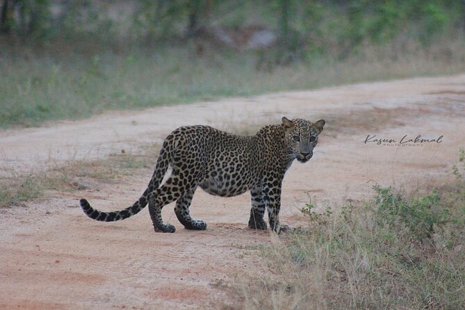 Full day / Half Day WildlifeAdventure in Yala-National-Park - The Morning Plan: Beat the Crowds and Use the Best Light