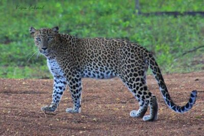 Full day / Half Day WildlifeAdventure in Yala-National-Park - Duration Choices: Why “Half-Day” Can Feel Very Different