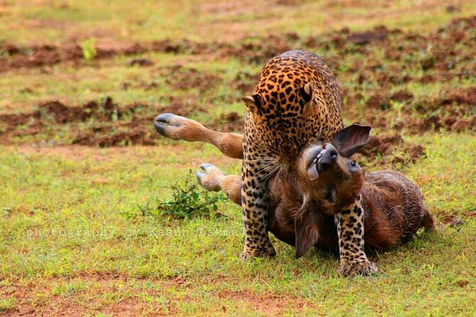 Full day / Half Day WildlifeAdventure in Yala-National-Park - Stop 1: Entering Yala National Park (And What to Expect Inside)