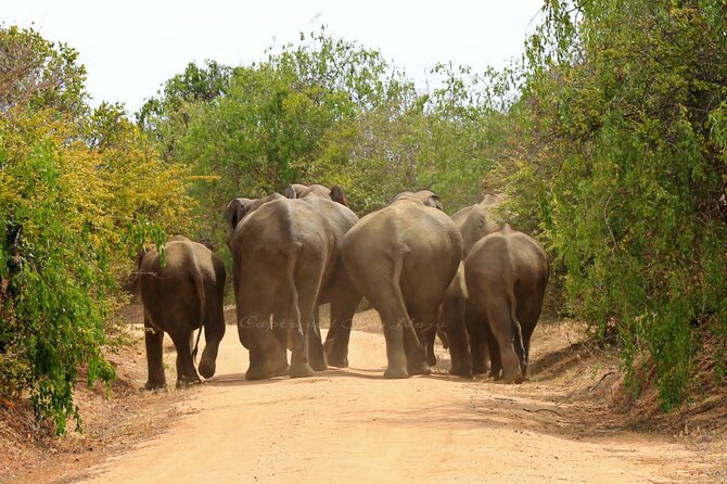Full day / Half Day WildlifeAdventure in Yala-National-Park - Wildlife Highlights: What You May See Besides Leopard