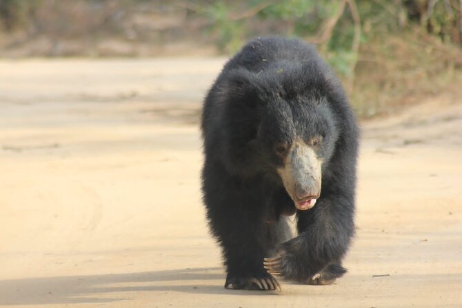 Full day / Half Day WildlifeAdventure in Yala-National-Park - Guides and Tracking Style: Names Worth Knowing
