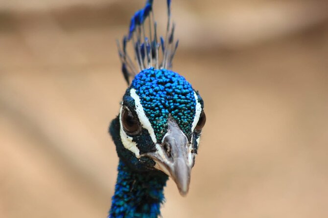 Full day / Half Day WildlifeAdventure in Yala-National-Park - Price and Value: $42 Looks Great, but Know What’s Missing