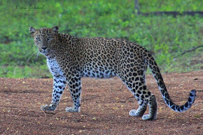 Full day / Half Day WildlifeAdventure in Yala-National-Park - Duration Choices: Why “Half-Day” Can Feel Very Different