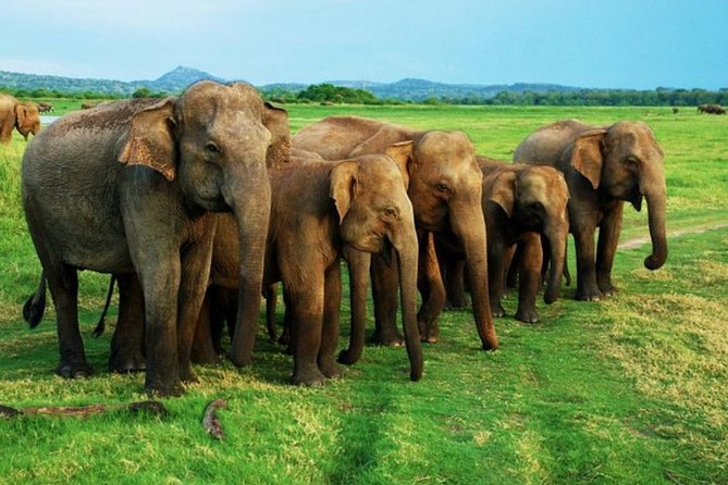 Full-Day Minneriya and Kaudulla National Parks Private Safari - Kaudulla National Park: another shot at big sightings