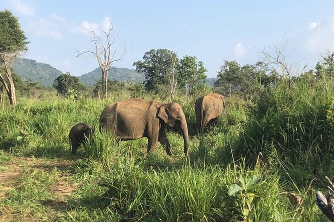Full-Day Minneriya and Kaudulla National Parks Private Safari - How guides shape your sightings (and why names matter)