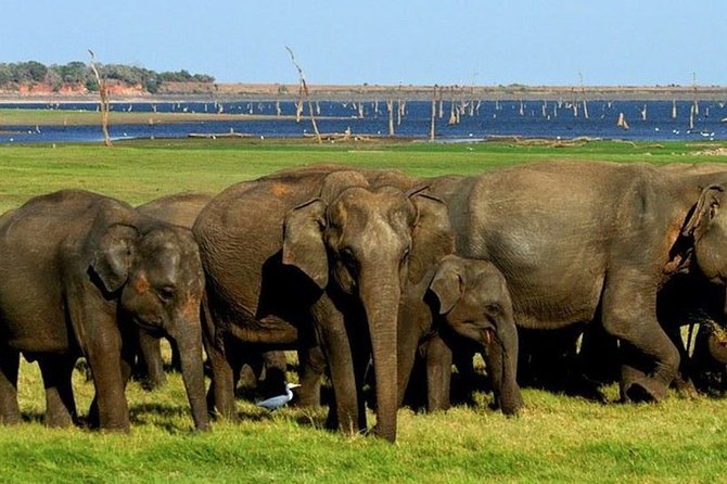 Full-Day Minneriya and Kaudulla National Parks Private Safari - Pickup, Jeep, and the Small-Group Advantage