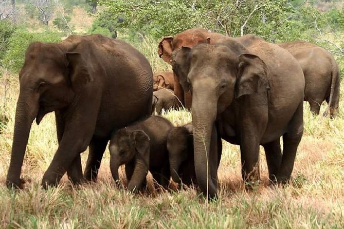 Full Day Private Safari at Yala National Park by Yala La Safari Tours - Key takeaways before you go