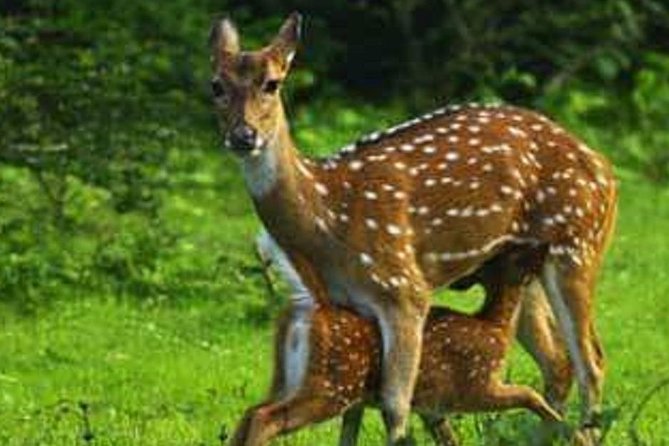 Full Day Private Safari at Yala National Park by Yala La Safari Tours - A full 10–12 hour safari day: what the rhythm is like