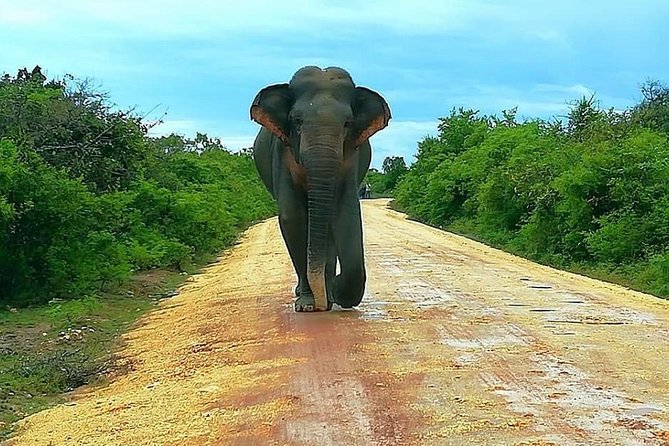 Full Day Private Safari at Yala National Park by Yala La Safari Tours - What you’re likely to see: leopards, elephants, and birds