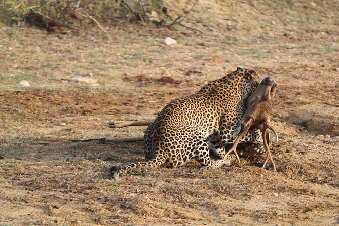 Full Day Safari ( The Best for Leopards ) in Yala - Key highlights to know before you book