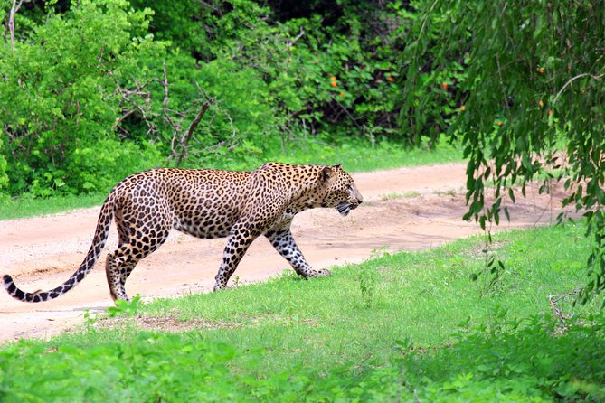 Full Day Safari ( The Best for Leopards ) in Yala - Why a 4–5am Yala safari is the smartest move for leopards