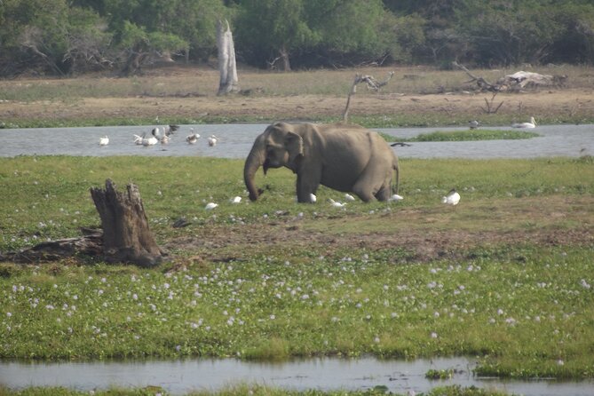 Full Day Safari ( The Best for Leopards ) in Yala - Dawn-to-dusk timing: breakfast, drives, and the flow of the day