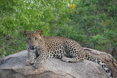 Full Day Safari ( The Best for Leopards ) in Yala - Small-group jeep service: what maximum six changes