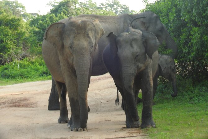 Full Day Safari ( The Best for Leopards ) in Yala - Guide skill is the difference between driving and actually spotting