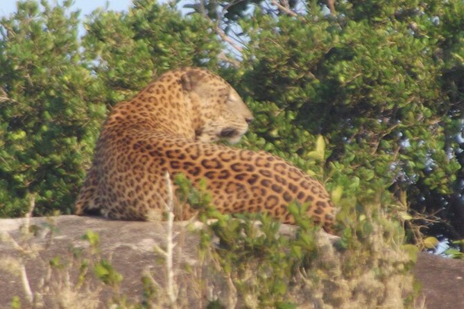 Full Day Safari ( The Best for Leopards ) in Yala - The park entry ticket cost you must budget
