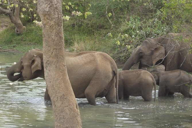Full Day Safari ( The Best for Leopards ) in Yala - Weather and rain: how to think about a wet safari day
