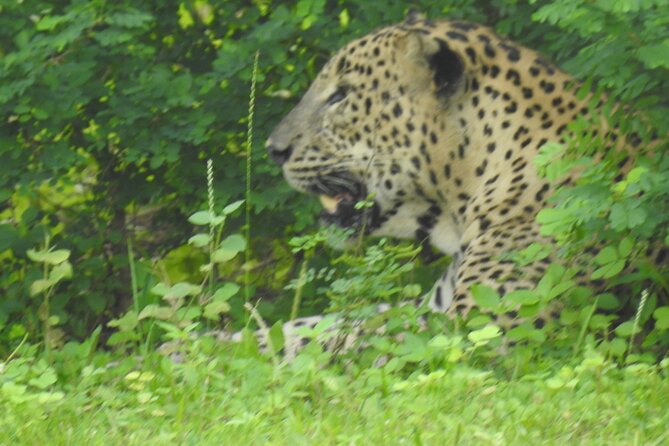 Full Day Safari ( The Best for Leopards ) in Yala - Where this tour fits best (and who should choose it)