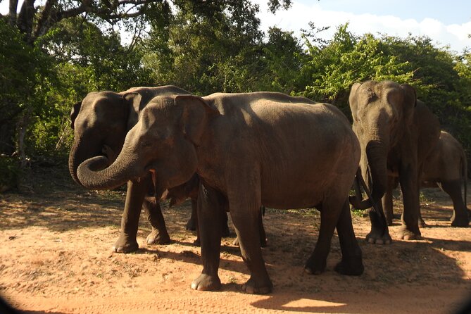 Full Day Safari Tour in Yala National Park - Key highlights that shape your day