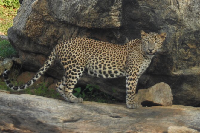 Full Day Safari Tour in Yala National Park - The day’s flow inside the park: morning hunting, lunch, and the 12–2 pause