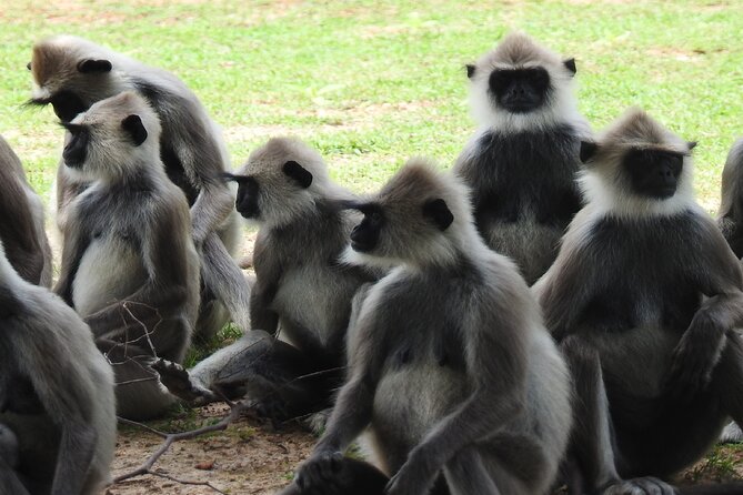 Full Day Safari Tour in Yala National Park - What’s included for food and water (and what isn’t)