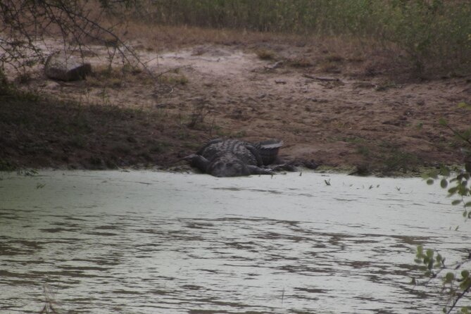 Full Day Safari Tour in Yala National Park - Wildlife chances: what you can reasonably look for in Yala