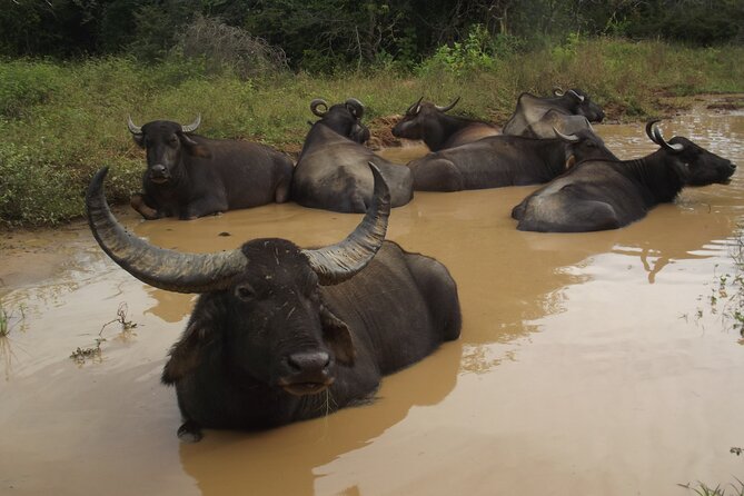 Full Day Safari Tour in Yala National Park - Leopard country: how crowd management affects what you see