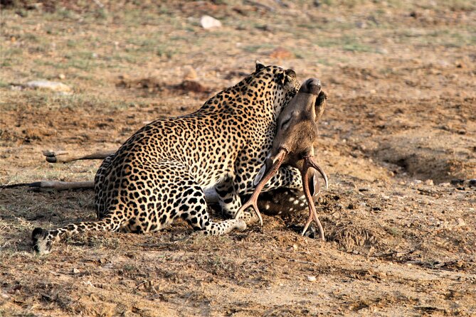 Full Day Safari Tour in Yala National Park - Price and value: what your $103.33 is really buying