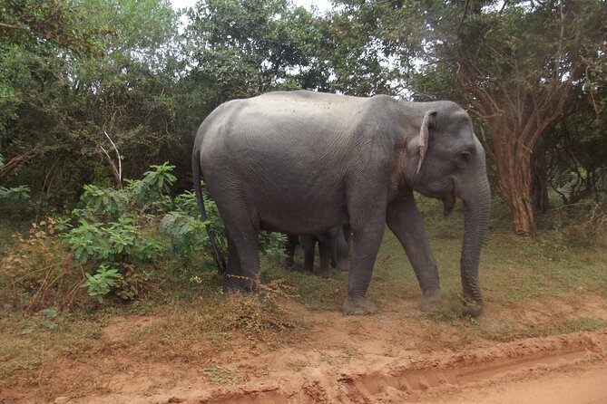 Full Day Safari Tour in Yala National Park - Small jeep, up to four people: why it changes how you see wildlife