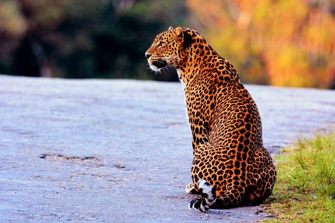 Full Day Safari Tour Yala - Key things that make this Yala safari click
