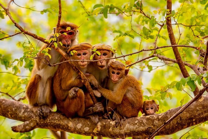 Full Day Safari Tour Yala - Yala National Park: why this safari feels different